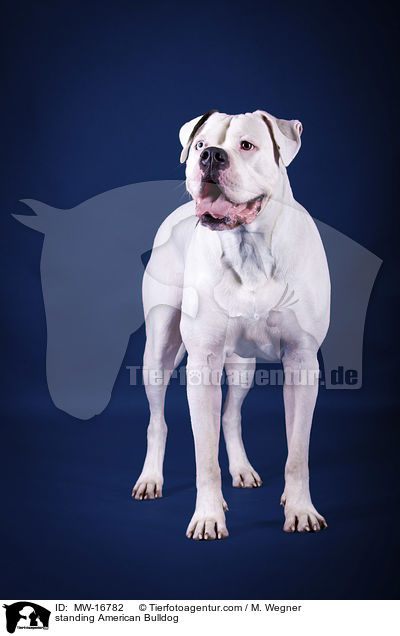 stehende Amerikanische Bulldogge / standing American Bulldog / MW-16782