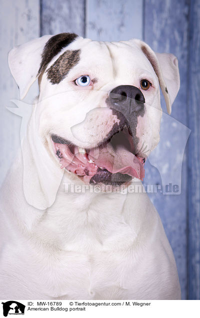 Amerikanische Bulldogge Portrait / American Bulldog portrait / MW-16789