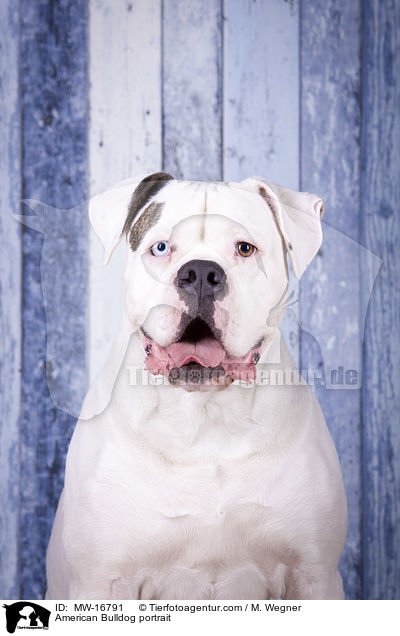 Amerikanische Bulldogge Portrait / American Bulldog portrait / MW-16791