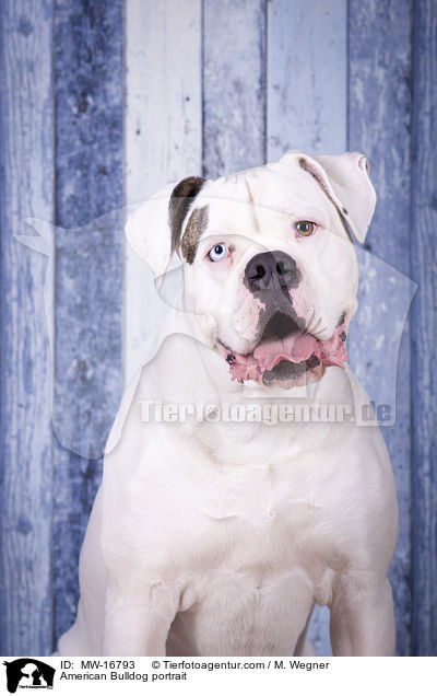 Amerikanische Bulldogge Portrait / American Bulldog portrait / MW-16793