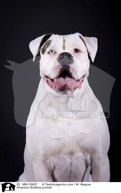 Amerikanische Bulldogge Portrait / American Bulldog portrait / MW-16807