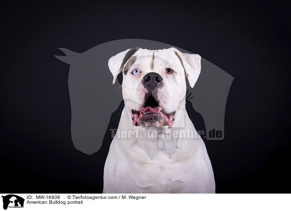 Amerikanische Bulldogge Portrait / American Bulldog portrait / MW-16808