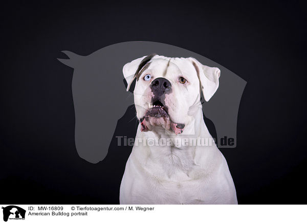 Amerikanische Bulldogge Portrait / American Bulldog portrait / MW-16809