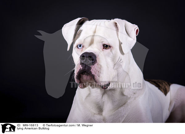 liegende Amerikanische Bulldogge / lying American Bulldog / MW-16813