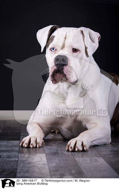 liegende Amerikanische Bulldogge / lying American Bulldog / MW-16817