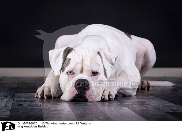 liegende Amerikanische Bulldogge / lying American Bulldog / MW-16820