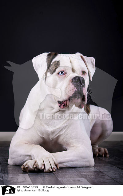 liegende Amerikanische Bulldogge / lying American Bulldog / MW-16829