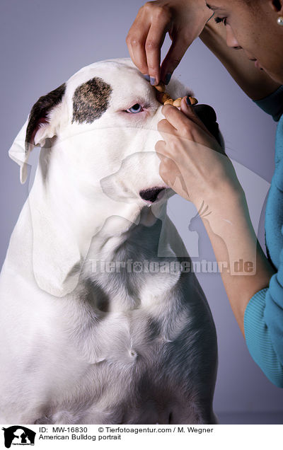 Amerikanische Bulldogge Portrait / American Bulldog portrait / MW-16830