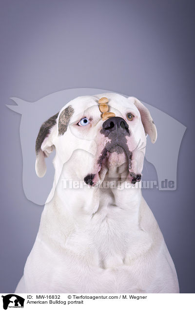 Amerikanische Bulldogge Portrait / American Bulldog portrait / MW-16832