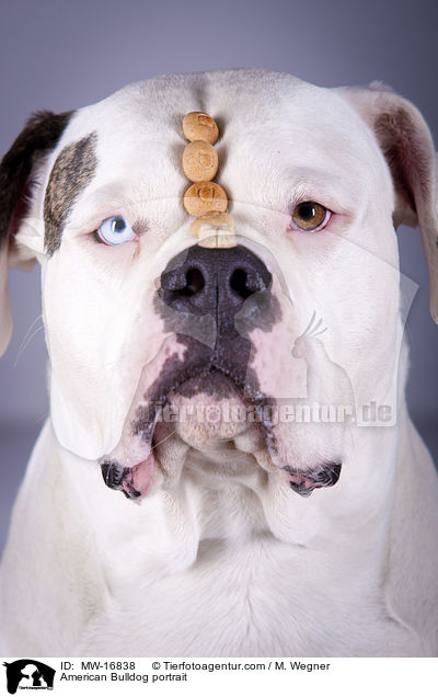 Amerikanische Bulldogge Portrait / American Bulldog portrait / MW-16838