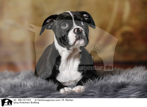 liegende Amerikanische Bulldogge / lying American Bulldog / RR-101767