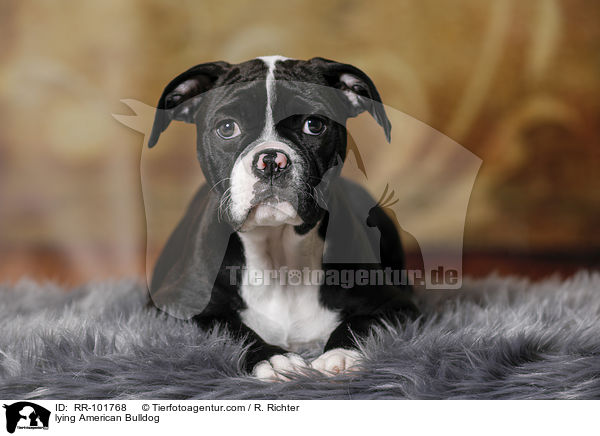 liegende Amerikanische Bulldogge / lying American Bulldog / RR-101768