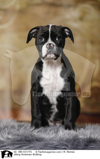 sitzende Amerikanische Bulldogge / sitting American Bulldog / RR-101770