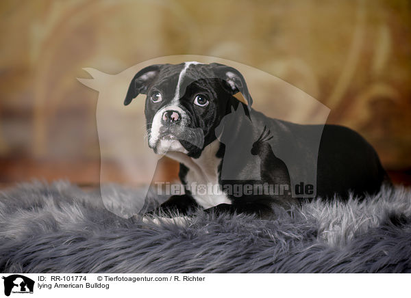 liegende Amerikanische Bulldogge / lying American Bulldog / RR-101774