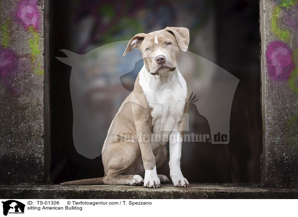 sitzende Amerikanische Bulldogge / sitting American Bulldog / TS-01306