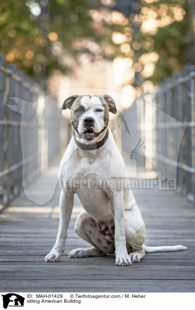 sitzender American Bulldog / sitting American Bulldog / MAH-01429