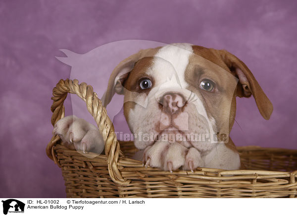 American Bulldog Welpe / American Bulldog Puppy / HL-01002