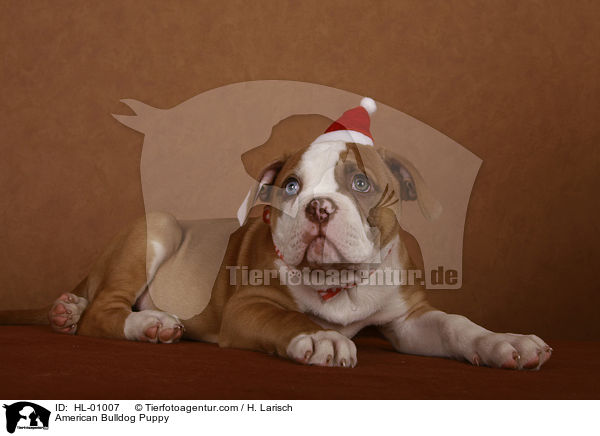 American Bulldog Welpe / American Bulldog Puppy / HL-01007