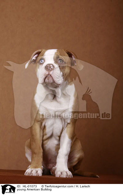 junger American Bulldog / young American Bulldog / HL-01073