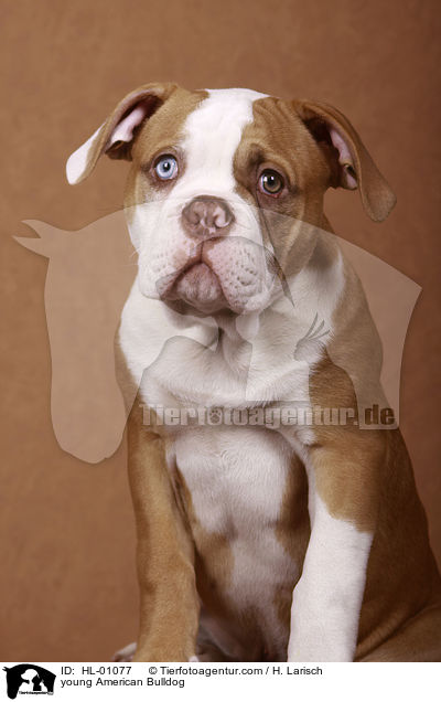 junger American Bulldog / young American Bulldog / HL-01077