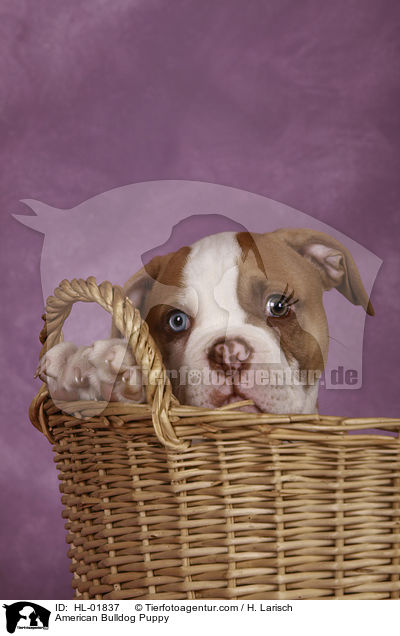 American Bulldog Welpe / American Bulldog Puppy / HL-01837