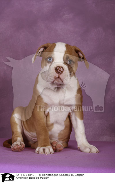 American Bulldog Welpe / American Bulldog Puppy / HL-01840