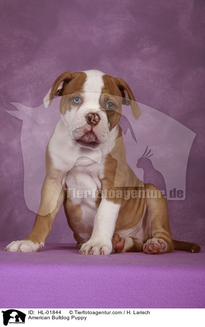 American Bulldog Welpe / American Bulldog Puppy / HL-01844