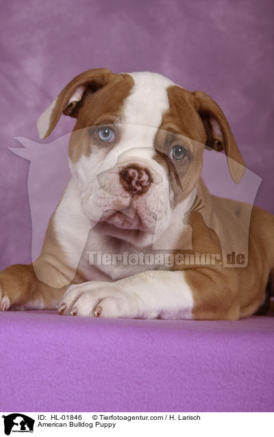 American Bulldog Welpe / American Bulldog Puppy / HL-01846