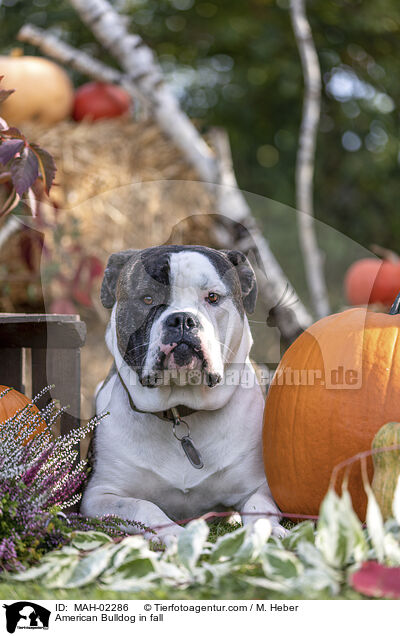 American Bulldog im Herbst / American Bulldog in fall / MAH-02286