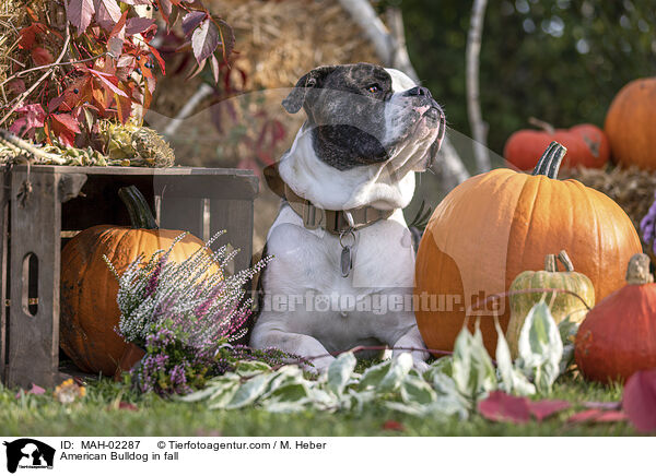 American Bulldog im Herbst / American Bulldog in fall / MAH-02287