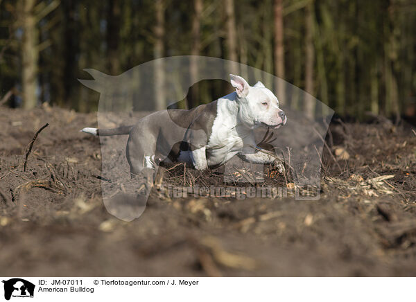 American Bulldog / American Bulldog / JM-07011