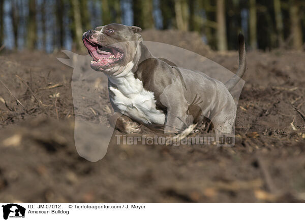 American Bulldog / American Bulldog / JM-07012