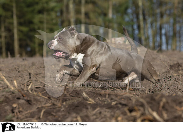 American Bulldog / American Bulldog / JM-07013