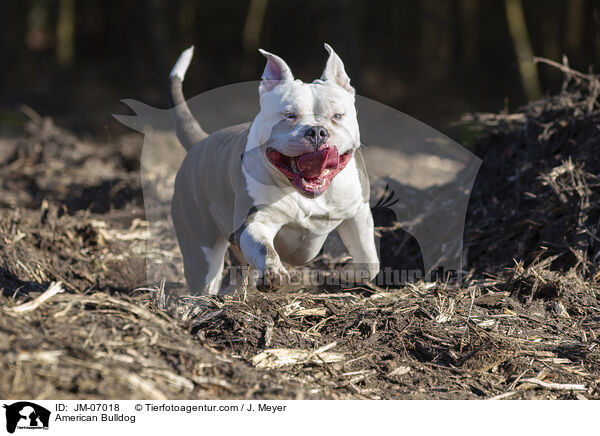 American Bulldog / American Bulldog / JM-07018