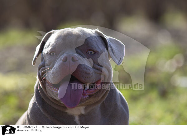 American Bulldog / American Bulldog / JM-07027