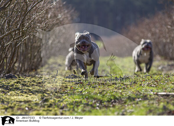 American Bulldog / American Bulldog / JM-07033