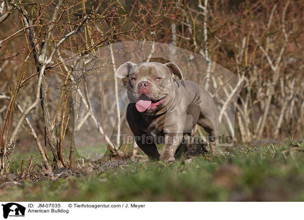 American Bulldog / American Bulldog / JM-07035