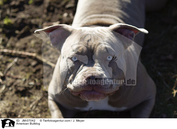 American Bulldog / American Bulldog / JM-07042