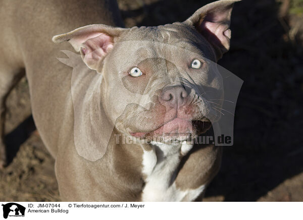 American Bulldog / American Bulldog / JM-07044