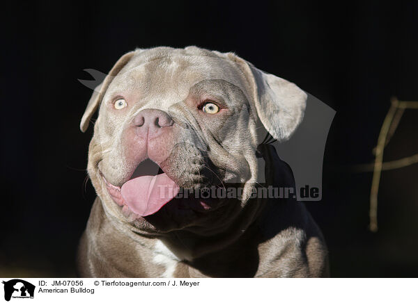 American Bulldog / American Bulldog / JM-07056