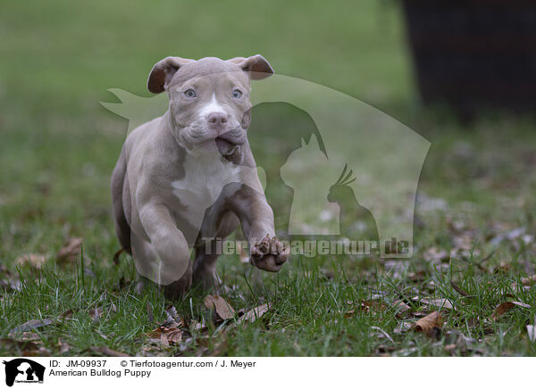 American Bulldog Welpe / American Bulldog Puppy / JM-09937