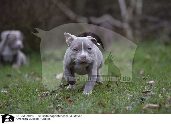 American Bulldog Welpen / American Bulldog Puppies / JM-09940