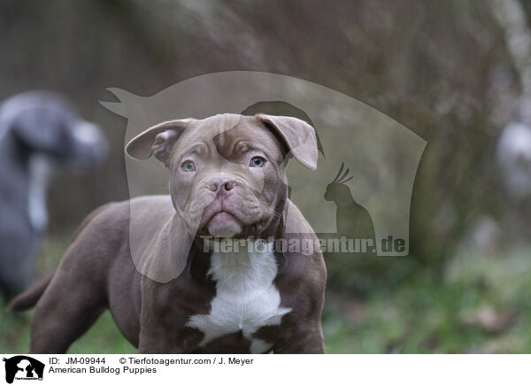 American Bulldog Welpen / American Bulldog Puppies / JM-09944