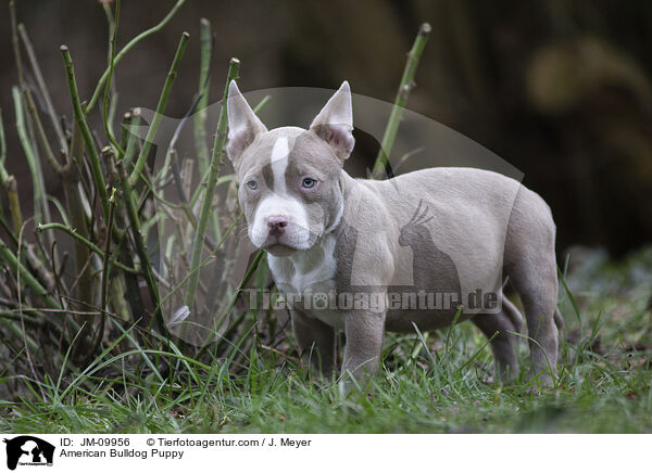 American Bulldog Welpe / American Bulldog Puppy / JM-09956