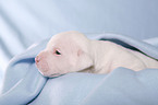 American Bulldog Baby