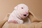 American Bulldog Baby