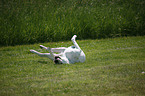 male American Bulldog