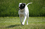 male American Bulldog