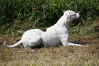 male American Bulldog