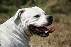 American Bulldog Portrait